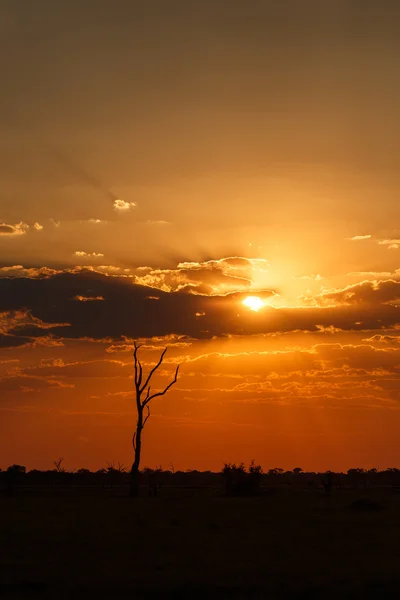 Tramonto sul Parco Nazionale del Chobe — Foto Stock