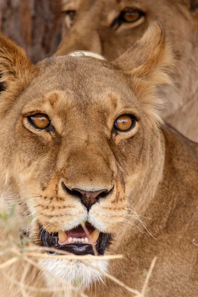 Лев на Окаванго — стокове фото