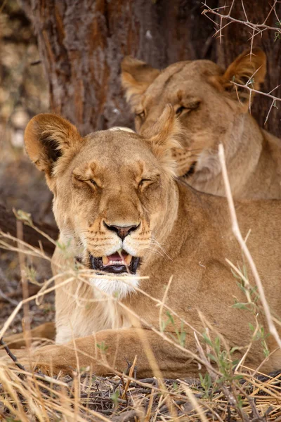 Lion på Okavango Delta — Stockfoto