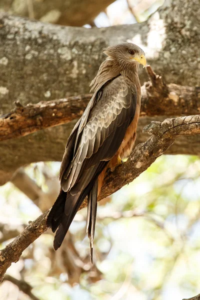 Yellow Billed Kite at Okavango Delta — Stock Photo, Image