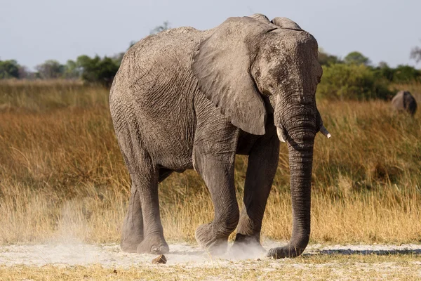 Elefante africano em Okavango Delta — Fotografia de Stock
