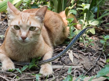 Kedi avcılık yılan