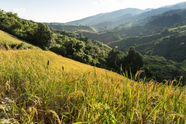 Phu Chi Fa manzara Tayland