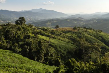 Phu Chi Fa manzara Tayland