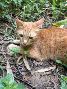 Kedi avcılık yılan