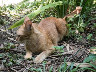 Kedi avcılık yılan