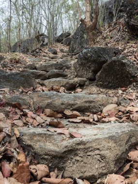 OB Luang Milli Parkı Tayland
