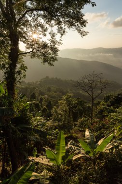 Phu Chi Fa manzara Tayland