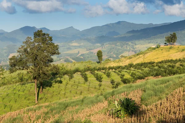 Phu Chi Fa manzara Tayland