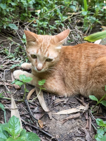 Cat Hunting Snake — Stock Photo, Image