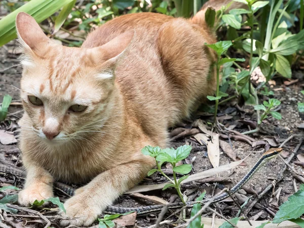 Cat Hunting Snake — Stock Photo, Image