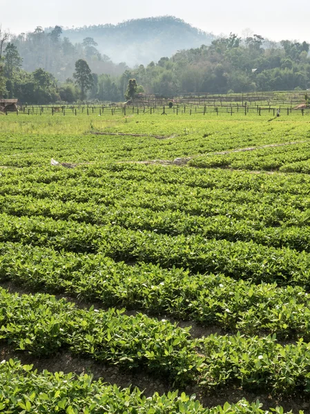 Natursköna landskapet i Thailand — Stockfoto