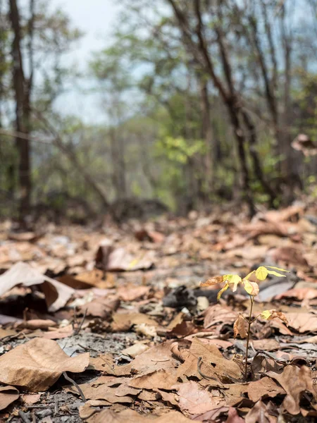 OB Luang Nationaal Park in Thailand — Stockfoto