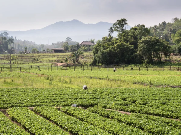 Natursköna landskapet i Thailand — Stockfoto