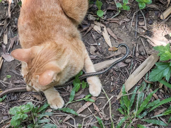 Cat Hunting Snake — Stock Photo, Image