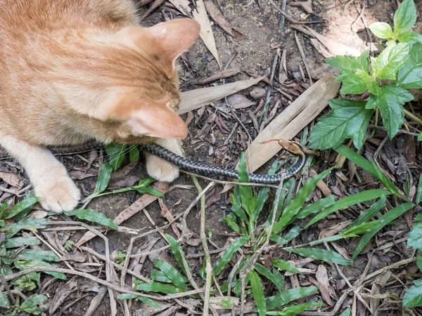 Katzenjagd auf Schlange — Stockfoto