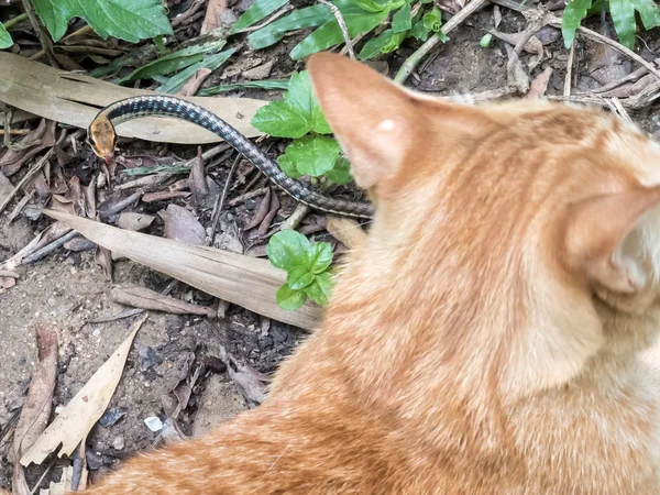 Gato caça cobra — Fotografia de Stock