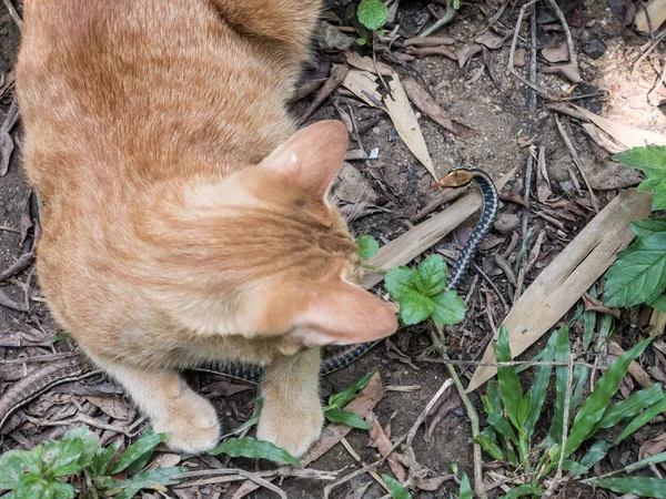 Gato caça cobra — Fotografia de Stock