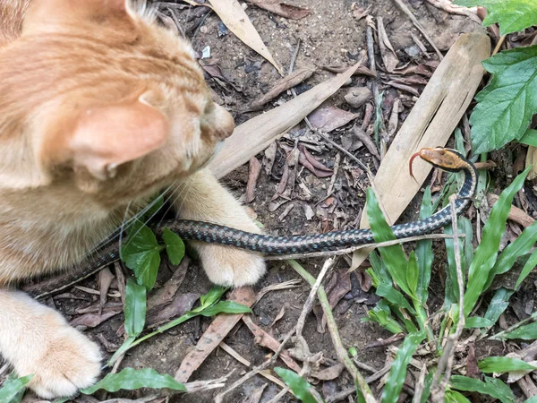 Gato caça cobra — Fotografia de Stock