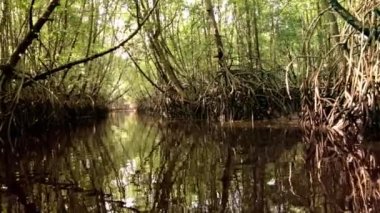 Malezya doğal orman nehirde mangrov