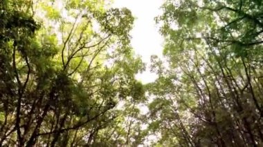 Malezya doğal orman