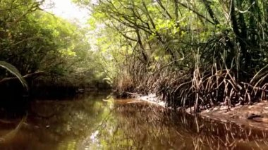 Malezya doğal orman nehirde mangrov