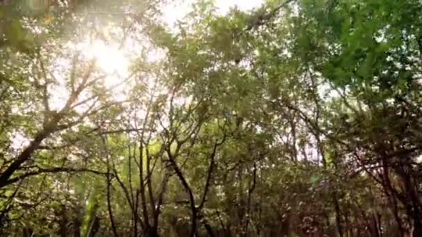 jungle naturelle en Malaisie 