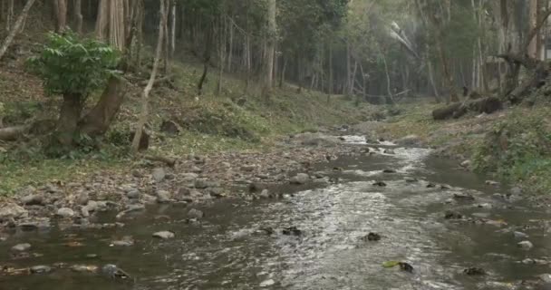 Lugn flod som rinner genom skogen — Stockvideo