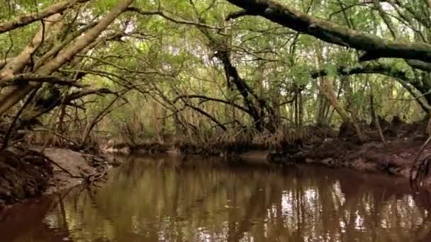 Rivière Mangrove dans la jungle naturelle en Malaisie 