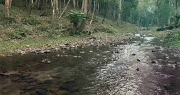 Ruhiger Fluss fließt durch den Wald — Stockvideo