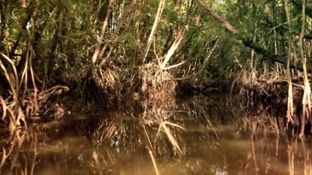 Sungai Mangrove di hutan alam di Malaysia — Stok Video
