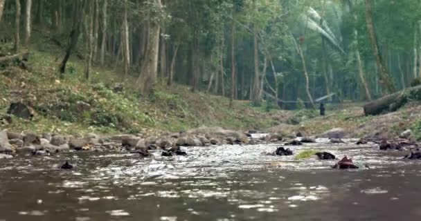 Rio calmo que flui através da floresta — Vídeo de Stock