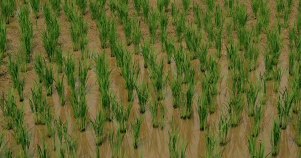 Rice Paddy in Northern Thailand — Stock Video