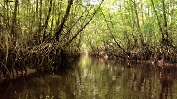 在马来西亚的自然丛林的红树林河 — 图库视频影像