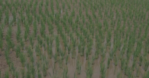 Rice Paddy in Northern Thailand — Stock Video