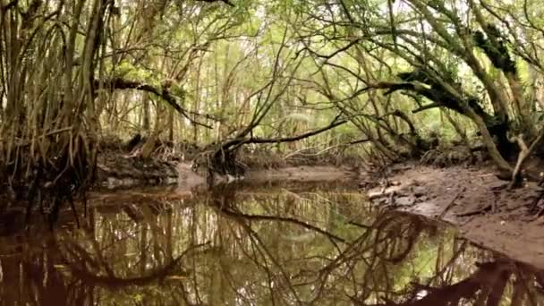 Fiume delle mangrovie nella giungla naturale della Malesia — Video Stock