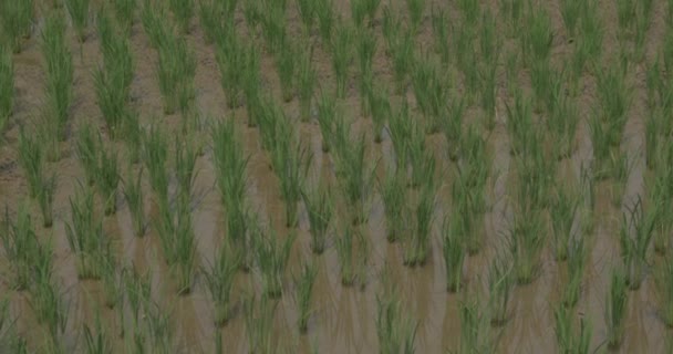 Rice Paddy in Northern Thailand — Stock Video