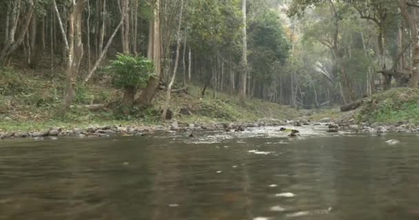 Rio calmo que flui através da floresta — Vídeo de Stock