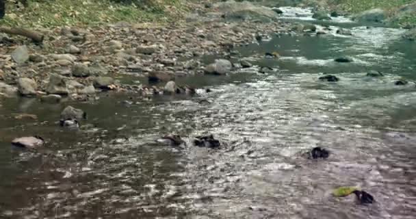 Rivière calme coulant à travers la forêt — Video