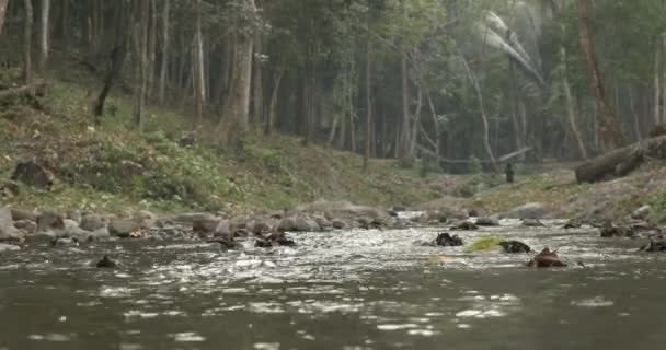 Rivière calme coulant à travers la forêt — Video