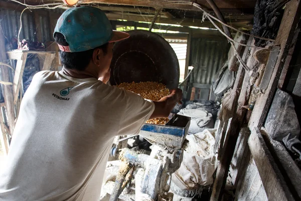 Fabrication d'aliments pour porcs à l'aide d'une rectifieuse — Photo