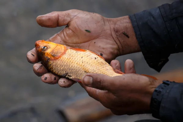 Ikan Air tawar di Myanmar — Stok Foto