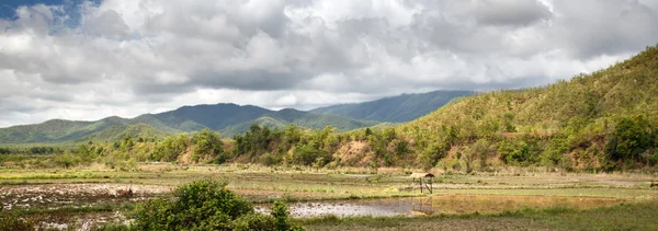 Grassy Plains in Myanmar — Stock Photo, Image