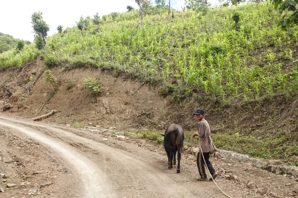 Местный фермер в Мьянме — стоковое фото