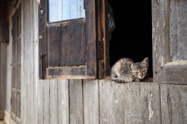 Falam 'daki kedi yavrusu, Myanmar.