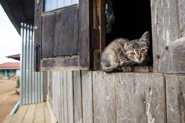 Gatito en Falam ciudad — Foto de Stock