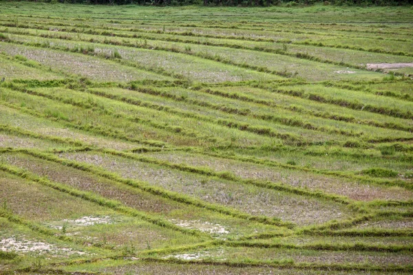 Campos de arroz no lago Rhi em Mianmar — Fotografia de Stock