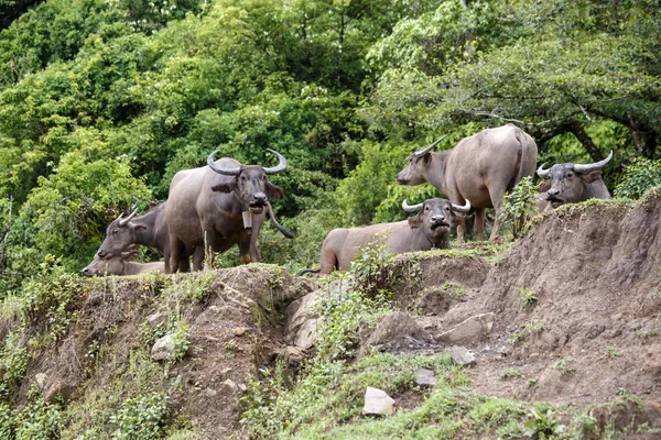 Vody Buffaloin Myanmar — Stock fotografie