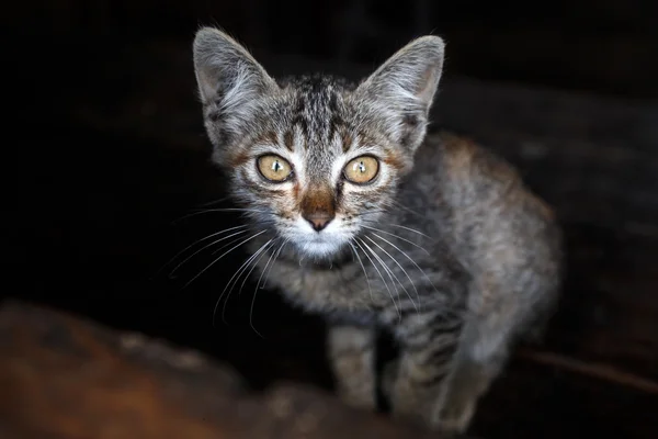 Kitten in Falam, Myanmar (Burma) — Stock Photo, Image