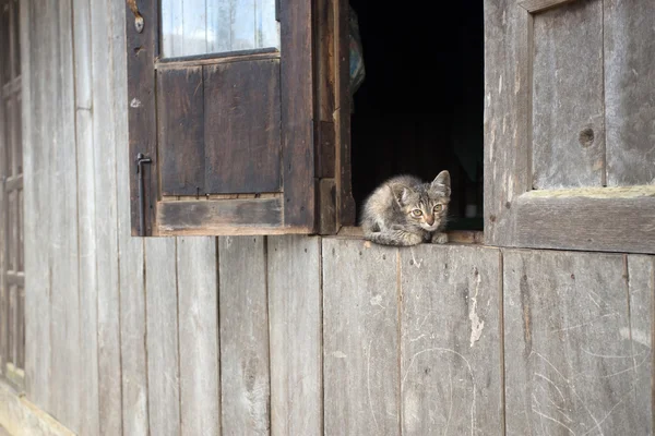 Gatinho em Falam, Myanmar (Burma ) — Fotografia de Stock